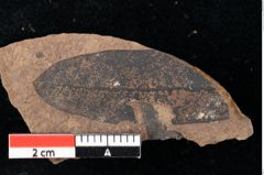 Foto (Detailansicht) von Sphaeria daphnes Ettingshausen (NHMW-GEO-2024-0188-0031a)